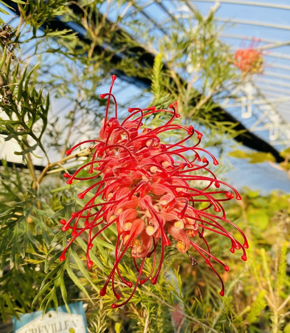 グレビレア ココナッツアイス 6寸鉢植え | 日本花卉ガーデンセンター