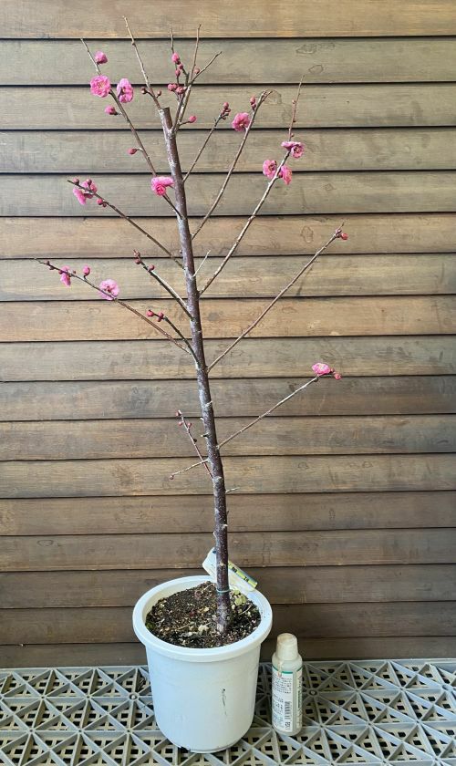 6寸鉢植え】 八重寒紅梅：ヤエカンコウバイ（花梅） ハナウメ 苗木 苗