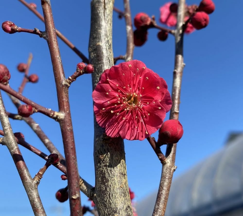 6寸鉢植え】 鹿児島紅梅：カゴシマコウバイ（花梅） ハナウメ 苗木 苗