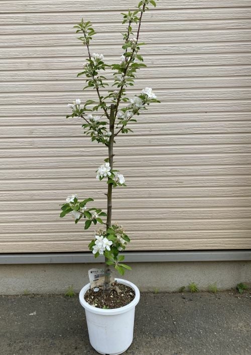 6寸鉢植え】 アルプス乙女りんご（乙女リンゴ、姫りんご）：果樹苗