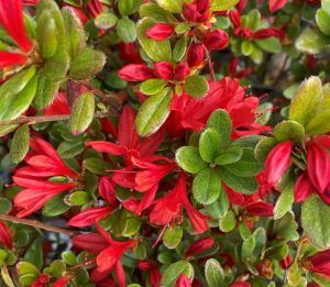 本霧島ツツジ 霧島躑躅 （根巻き） ホンキリシマツツジ | 日本花卉