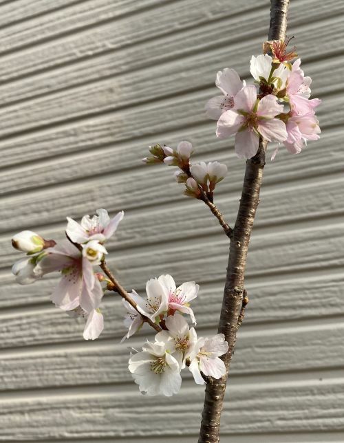 6寸鉢植え 四季桜：シキザクラ（桜） 苗木 さくら 苗 サクラ | 日本
