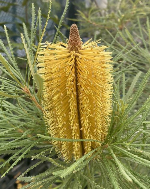 花付き！ バンクシア スピヌロサ （ヘアピンバンクシア） 5寸鉢植え