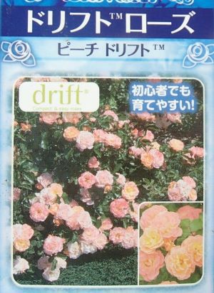 ドリフトローズ ピーチドリフト（ミニバラ、ミニ薔薇、薔薇苗