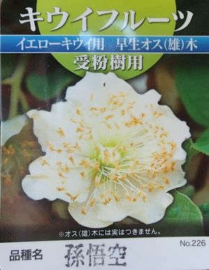 キウイフルーツ：孫悟空（オス木） ＊東京ゴールド・ジャンボイエロー