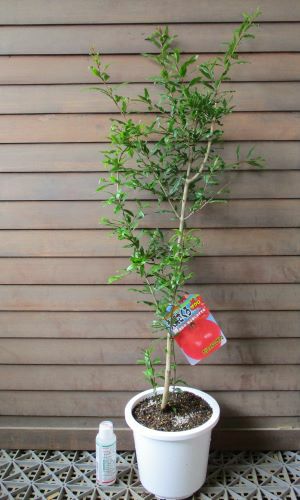 6寸鉢植え】 カリフォルニア巨大ザクロ：果樹苗 | 日本花卉ガーデン