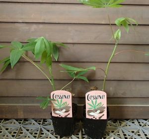 キャッサバの苗（タピオカの原料） 2株セット | 日本花卉ガーデン