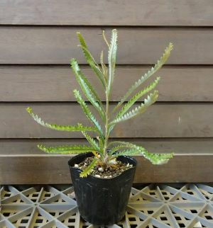 バンクシア アテナータ 3寸ポット苗 (banksia attenuata) | 日本花卉