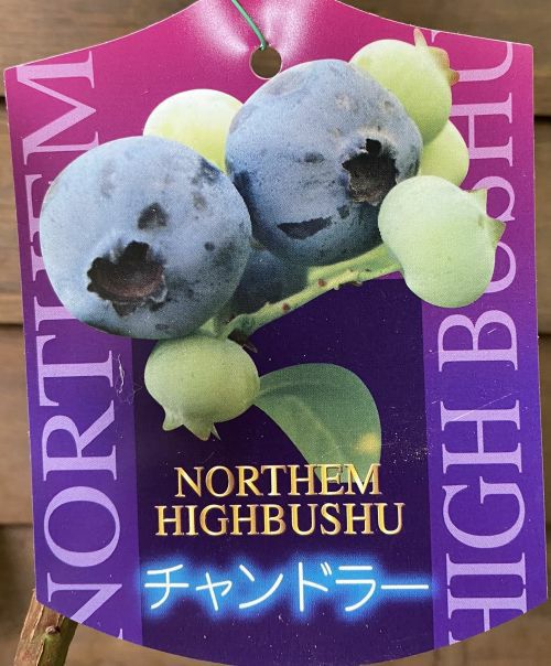 ブルーベリー チャンドラー 5寸鉢植え 苗 苗木 （ノーザンハイブッシュ