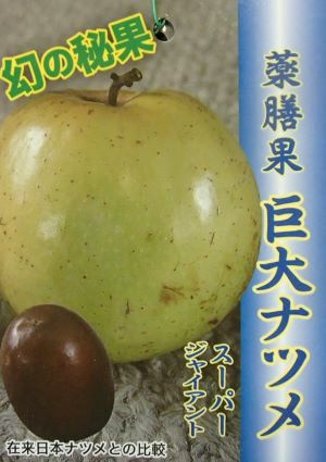 巨大ナツメ（スーパージャイアント）：果樹苗 ＊樹高30～70センチ程度