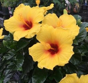ハイビスカス 黄色系花 スタンダード仕立て（8寸鉢植え） | 日本花卉