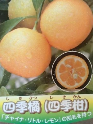 四季橘（四季柑）カラマンシー ：果樹苗 しききつ しきかん チャイナ