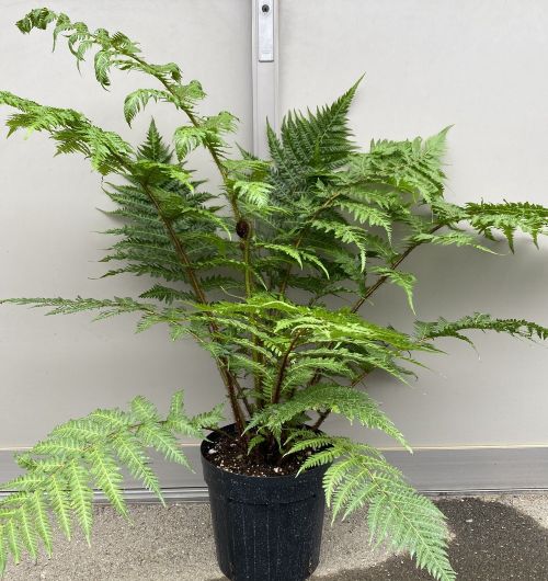 ヘゴの木（ヘゴシダ） 7寸鉢植え大株！ | 日本花卉ガーデンセンター(本店)
