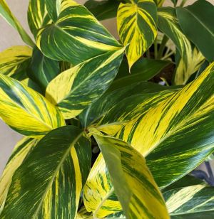 黄斑月桃 5寸鉢植え （キフゲットウ） 苗 苗木 | 日本花卉ガーデン