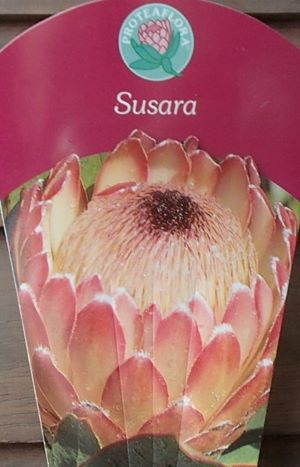 花芽付 2芽 7寸鉢植え】 プロテア スザーラ（スサラ） ＊お1人1鉢