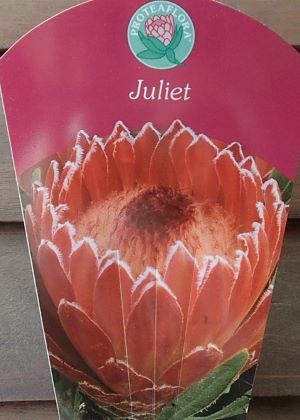 花芽6芽付 7寸鉢植え】 プロテア ジュリエット | 日本花卉ガーデン