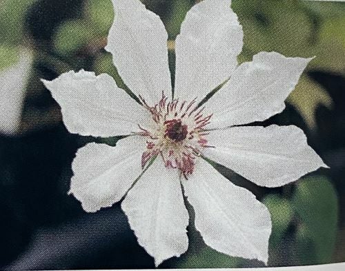 原種クレマチス カザグルマ （土岐の白花カザグルマ） 3寸ポット植え