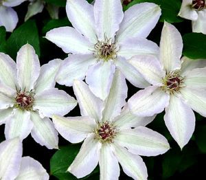 原種クレマチス 東和のカザグルマ （丹内） | 日本花卉ガーデン