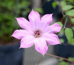 原種クレマチス カザグルマ （武蔵野のカザグルマ） | 日本花卉