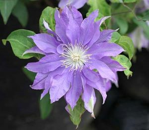 原種クレマチス 東和のカザグルマ （飛竜） | 日本花卉ガーデン