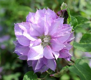 原種クレマチス 東和のカザグルマ （鳳凰） | 日本花卉ガーデン