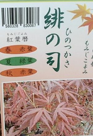 緋の司 紅葉（モミジ） 接木 4寸鉢植え | 日本花卉ガーデンセンター(本店)