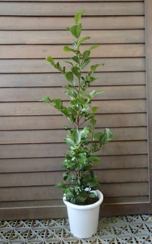 鉢植え 本榊 榊を庭に植えてはいけない 理由と正しい育て方