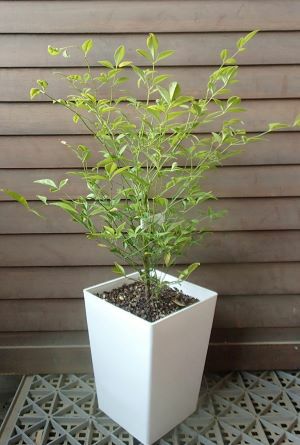 6寸スクエア鉢植え 白南天（シロナンテン） 白実南天 | 日本花卉