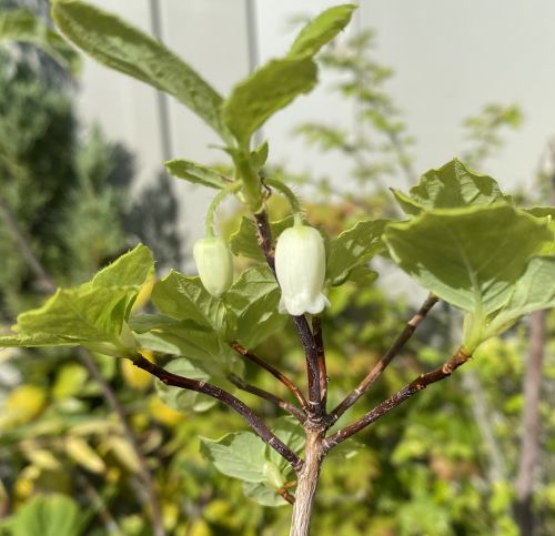 白花ウラジロヨウラクツツジ 苗 苗木 ポット植え | 日本花卉ガーデン