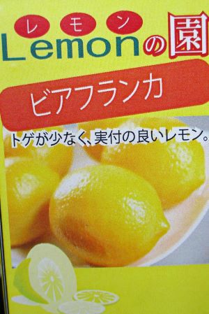 ビアフランカ レモン （トゲなしレモン）：果樹苗 ビラフランカ 柑橘苗