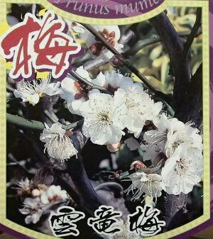 雲竜梅（白花）：ウンリュウバイ（花梅） 7寸鉢植え | 日本花卉