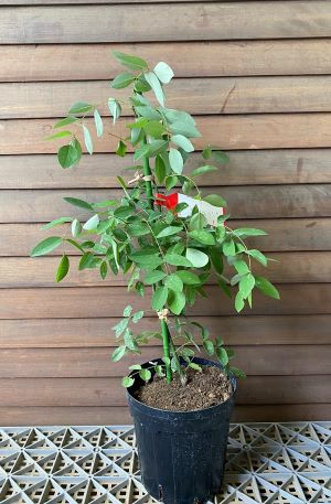 枝垂れエンジュ