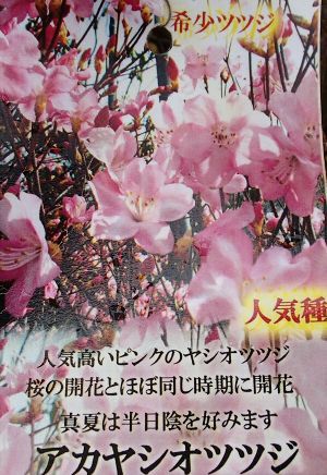 幻のツツジ　シロバナ赤やしおつつじ 四季の山野草（アカヤシオ）
