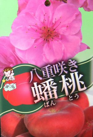 八重咲き蟠桃 バントウ（桃）：果樹苗 桃の苗木 | 日本花卉ガーデン