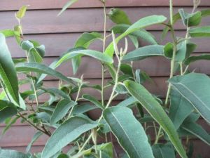 レモンユーカリ (5寸鉢植え) 樹高100センチ程度 | 日本花卉ガーデン レモンユーカリ (5寸鉢植え) 樹高100センチ程度 | 日本花卉ガーデン