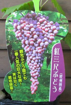 紅三尺ぶどう （ブドウ 挿し木苗）：果樹苗 （欧州種系） | 日本花卉