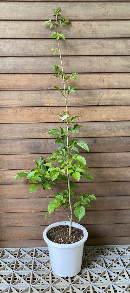 5寸鉢植え】 アオダモ（バットの木） 苗 苗木 | 日本花卉ガーデン
