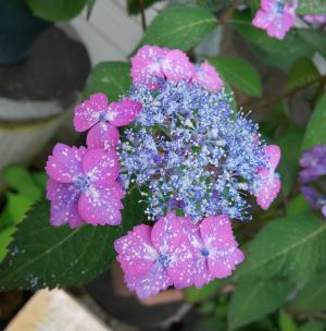 星の雫 山紫陽花 ：紫陽花 ホシノシズク | 日本花卉ガーデンセンター(本店)