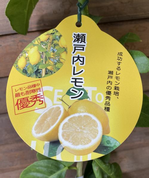 おしゃれレモン！苗木 斑入りレモン 果実にはストライプ模様が入るオシャレなレモン 柑橘 レモン ピンクレモネード 苗 通販 苗木部 By 花ひろばオンライン