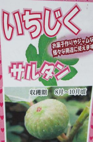 サルタン （イチジク）：果樹苗 6寸鉢植え 大株 | 日本花卉ガーデン