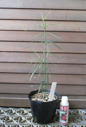 バンクシア オキシデンタリス 4寸ポット植え | 日本花卉ガーデン