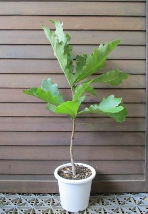 カシワ：柏の木 （5寸鉢植え） | 日本花卉ガーデンセンター(本店)