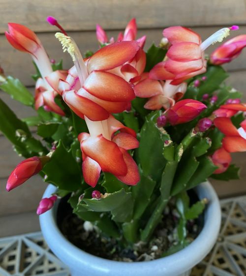 デンマークカクタス ダークマリー （シャコバサボテン） 5寸鉢植え