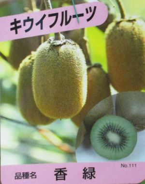 キウイフルーツ：香緑 コウリョク （メス木）：果樹苗 | 日本花卉