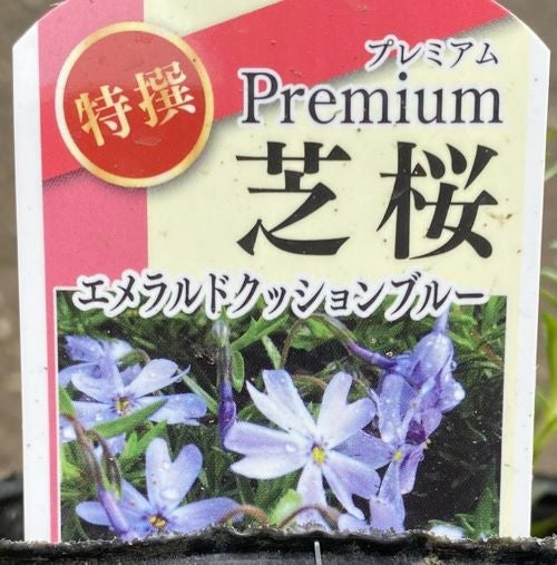 プレミアム芝桜 （エメラルドクッションブルー ） 2ポットセット（9