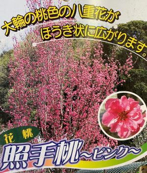 照手桃（6寸鉢植え） ：花桃 ハナモモ 苗木 苗 はなもも テルテモモ