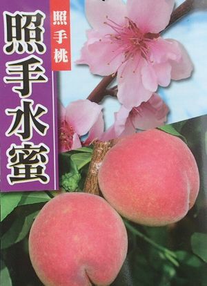 6寸鉢植え 照手水蜜桃：果樹苗 テルテスイミツモモ 枝垂れ桃 しだれ桃
