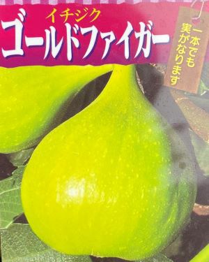 ゴールドファイガー （イチジク）：果樹苗 | 日本花卉ガーデンセンター
