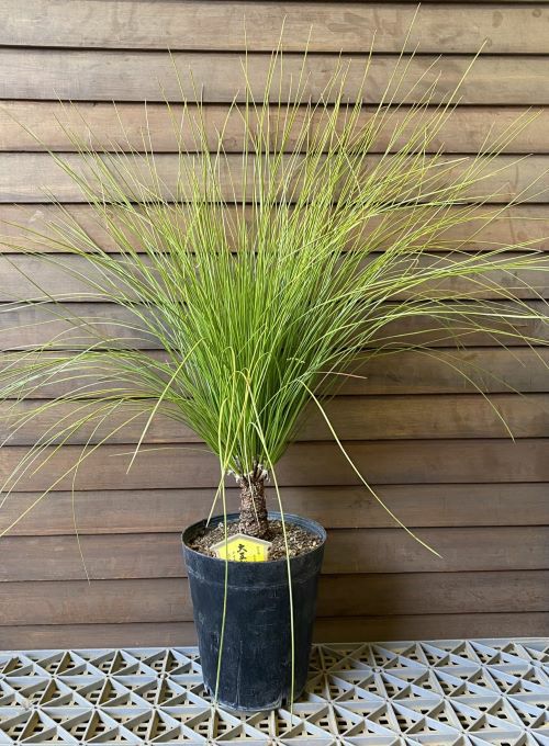 大株！5寸鉢植え】 大王松（ダイオウショウ、ダイオウマツ） | 日本