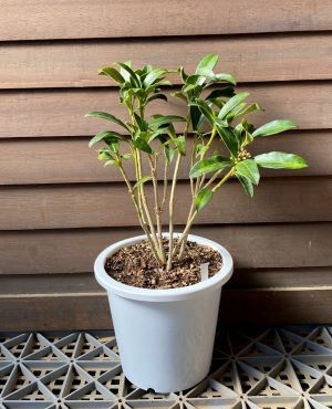 ミヤマシキミ110センチ 5寸鉢植え】 ミヤマシキミ（深山樒） | 日本花卉ガーデンセンター(本店)